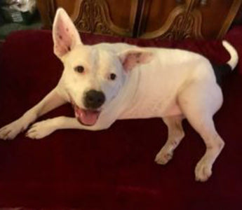 Customer Review: Mary Timmons, Home Away From Home Animal Rescue and Sanctuary