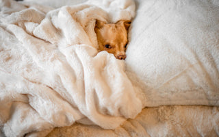 Keeping Your Dog Happy While Stuck Inside