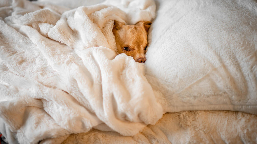 Keeping Your Dog Happy While Stuck Inside