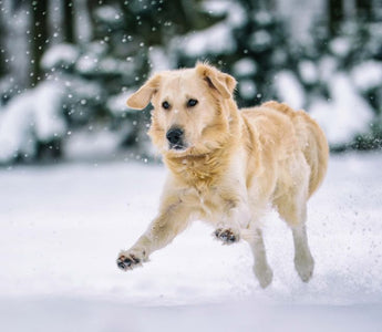Winter Weight Gain: How to Keep Your Dog Fit and Active