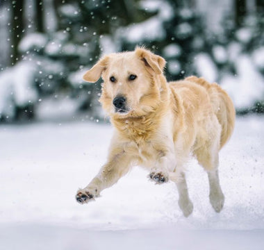 Winter Weight Gain: How to Keep Your Dog Fit and Active