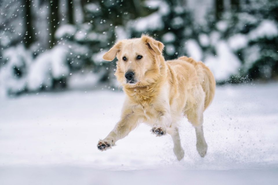 Winter Weight Gain: How to Keep Your Dog Fit and Active