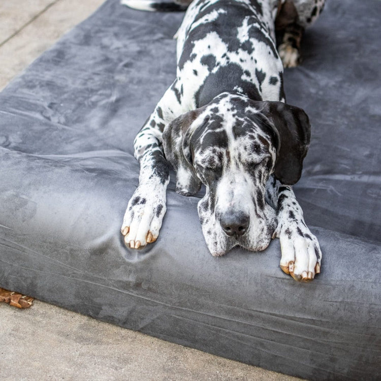 Big Barker Dog Bed Reviews