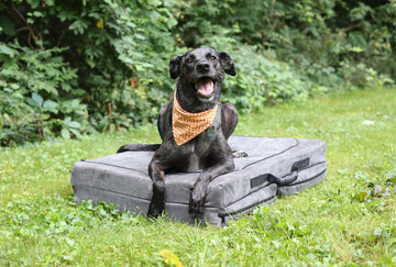 Fold-N-Go Travel Dog Bed - Medium / Charcoal Gray