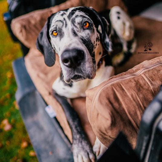 Big Barker Dog Bed Reviews