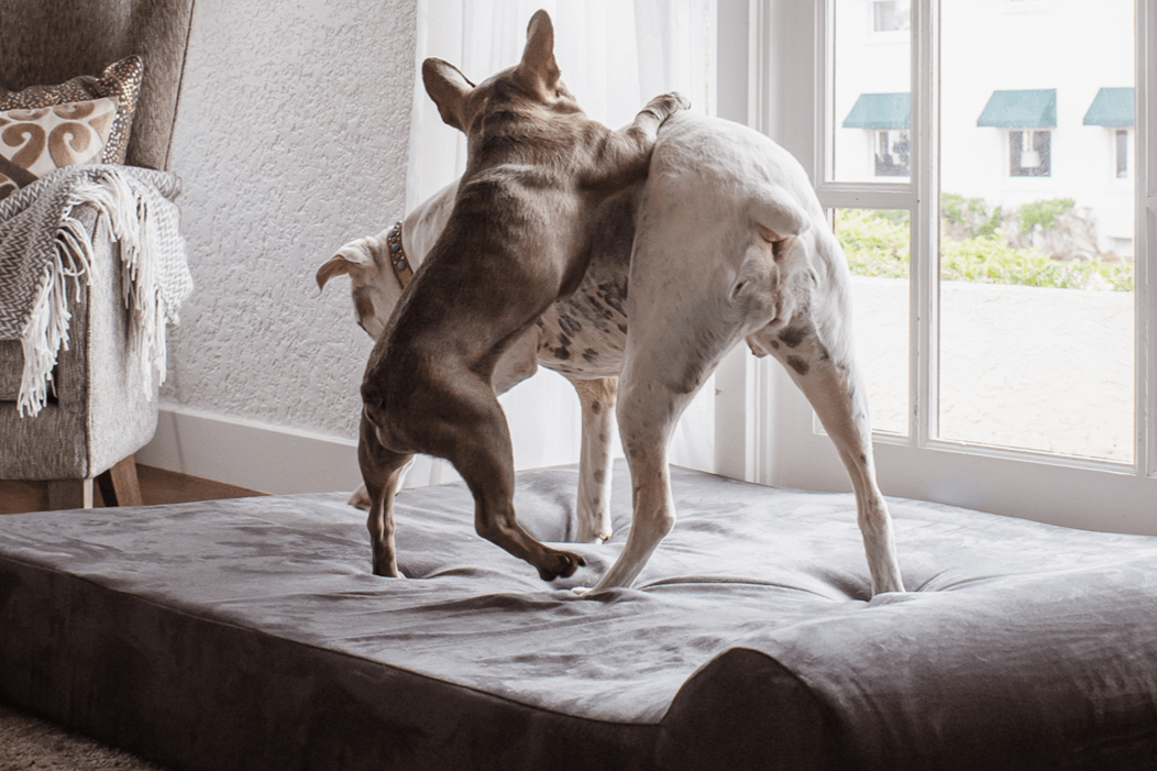Two dogs standing on a headrest barker bed in a room with a large window and a chair.