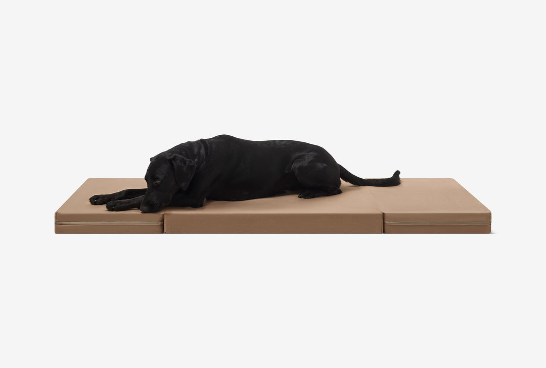 Fold-N-Go Travel Dog Bed