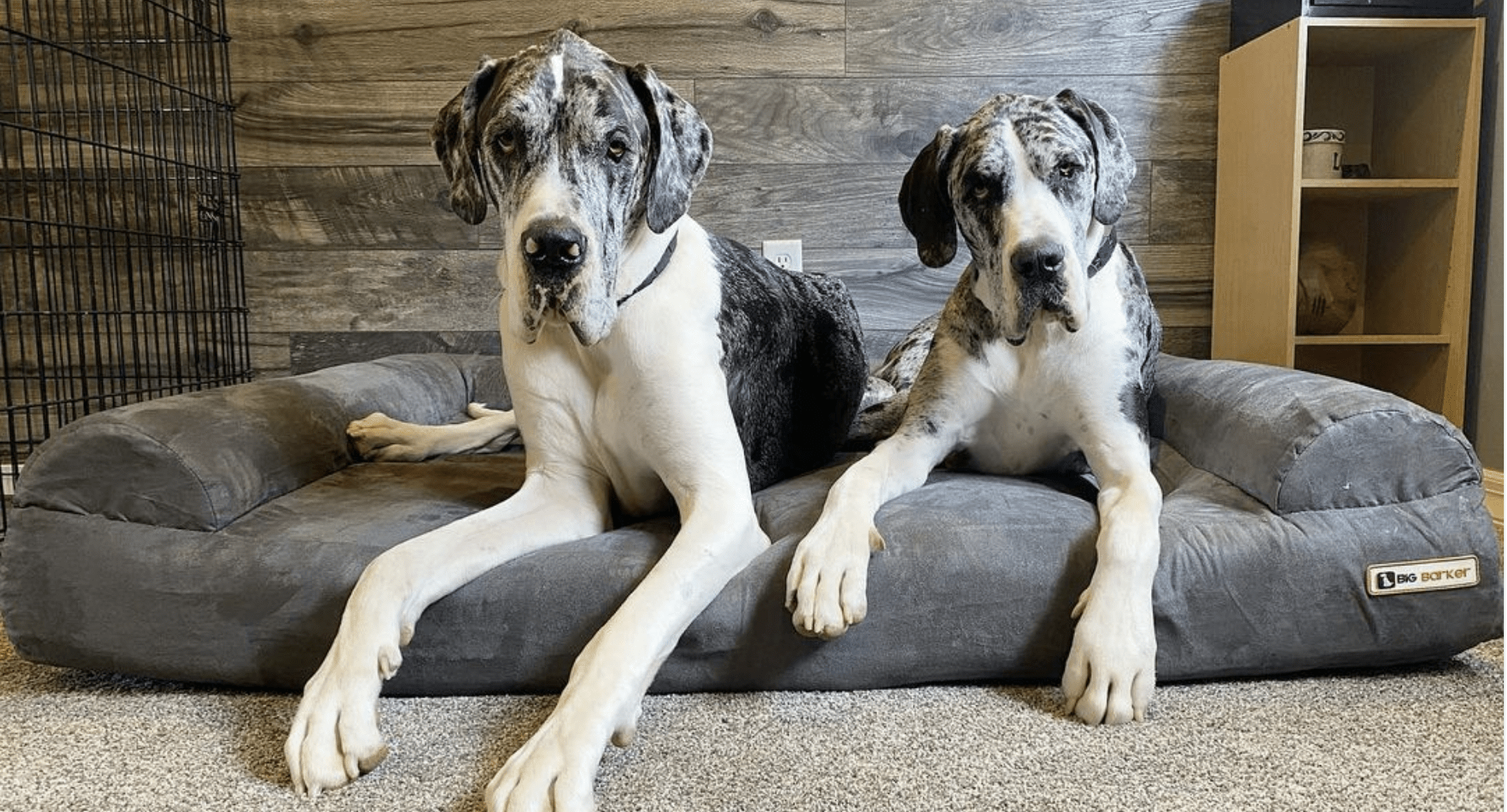 Big barker online bed reviews