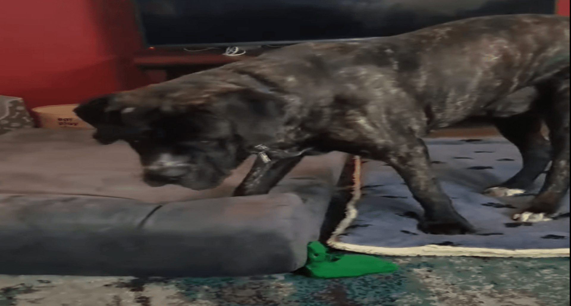 Big best sale barker reviews