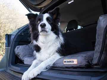 Fold-N-Go Travel Dog Bed - Medium / Charcoal Gray