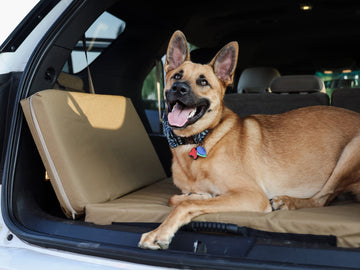 Fold-N-Go Travel Dog Bed - Medium / Cordura