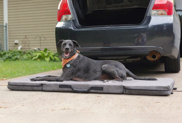 Fold-N-Go Travel Dog Bed - Large / Charcoal Gray