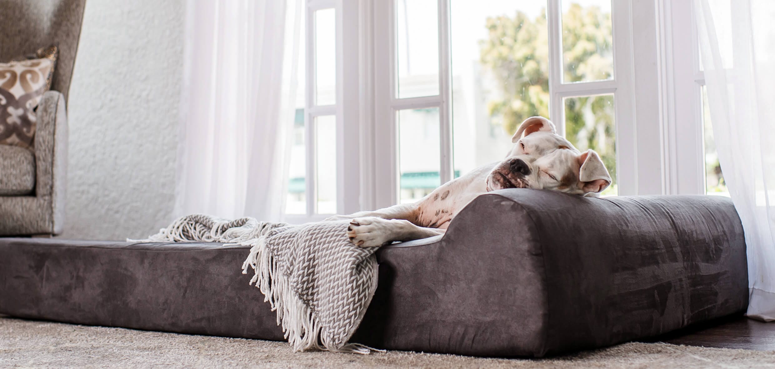 Big barker pet bed on sale