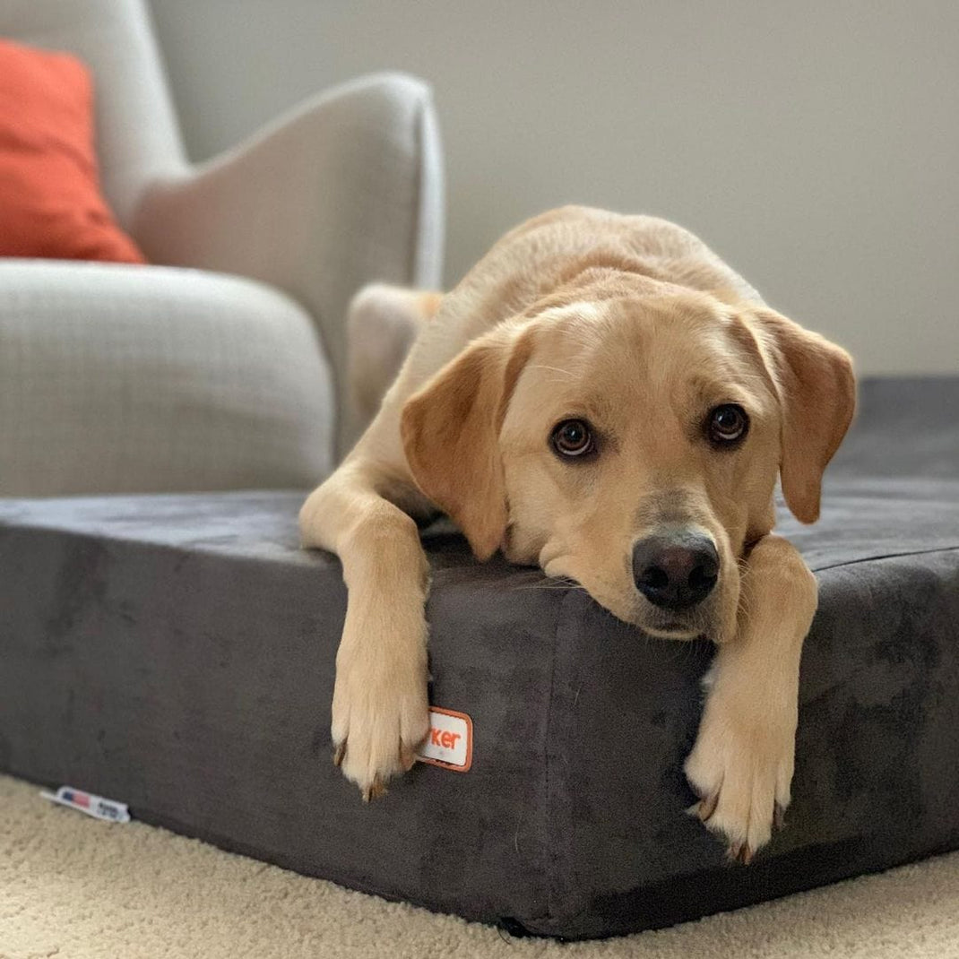 Big Barker Dog Bed Reviews