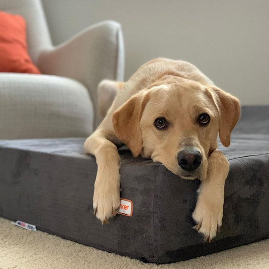 Big Barker Dog Bed Reviews