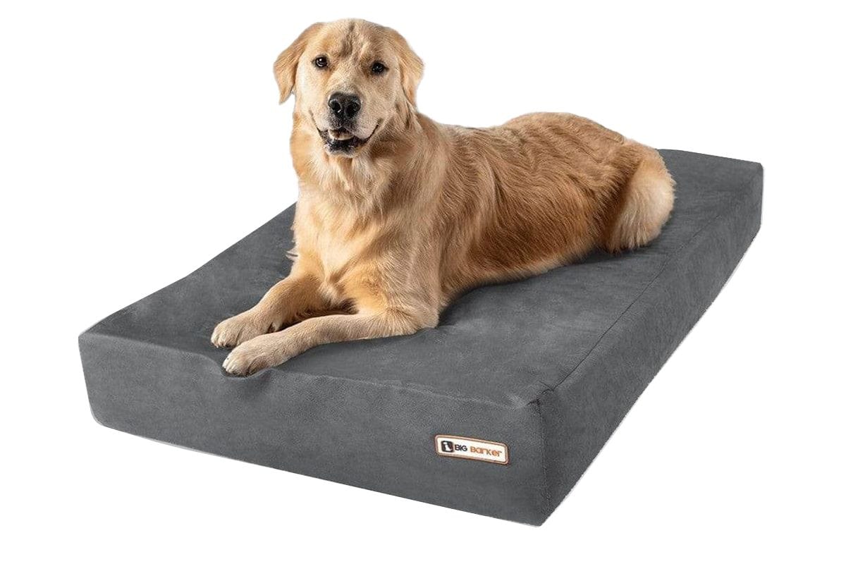 Orthopedic Dog Beds for Large Extra Large Dogs Big Barker