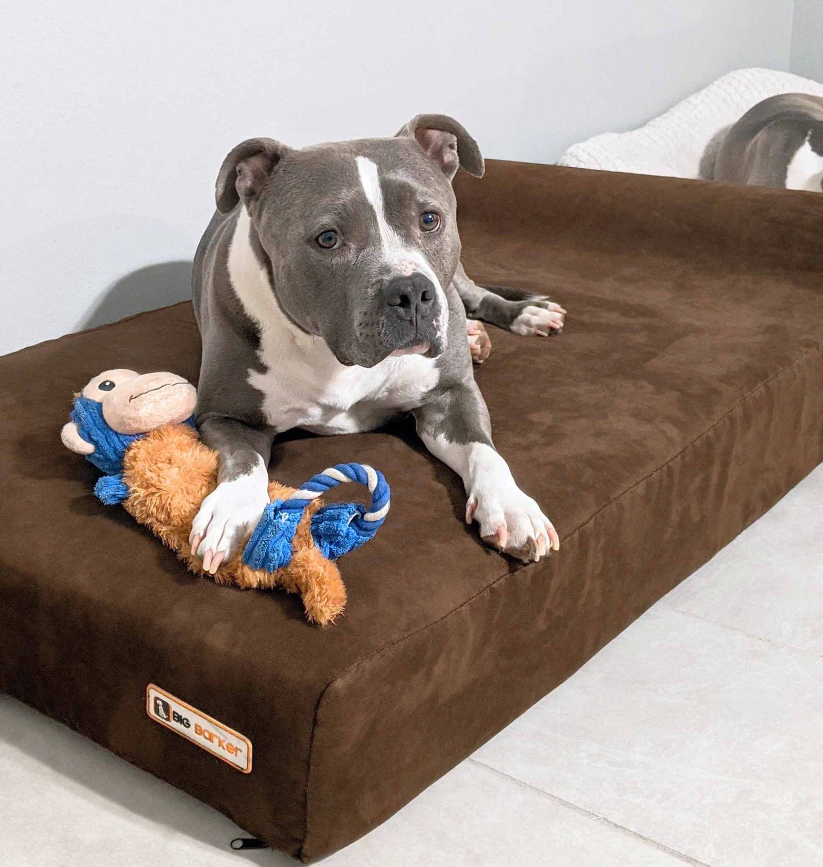 Orthopedic Dog Beds for Large & Extra Large Dogs Big Barker