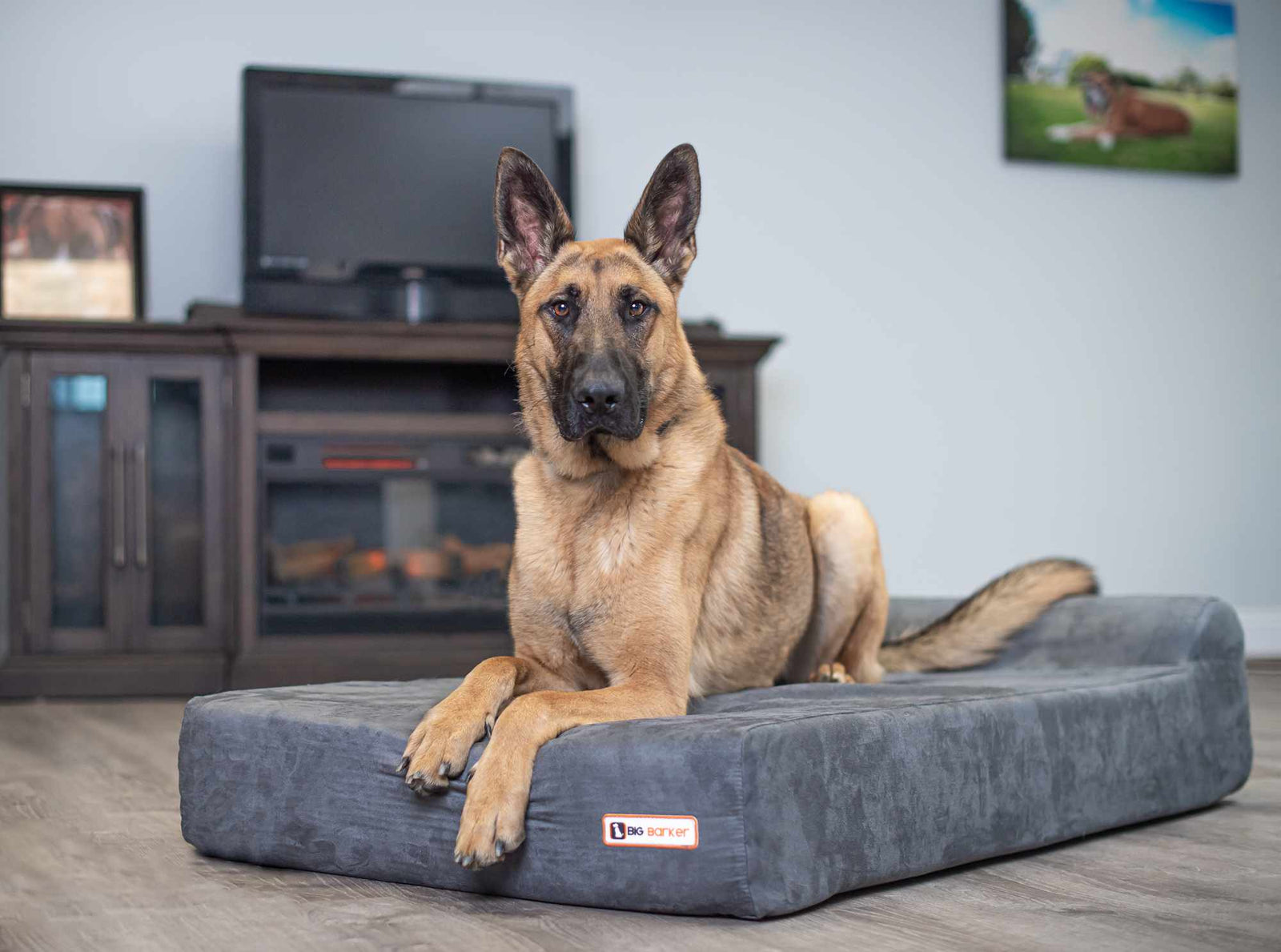 Orthopedic Dog Beds for Large & Extra Large Dogs Big Barker