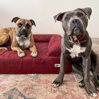 option1:sofa-edition|option2:large-48-x-30-x-7|option3:burgundy