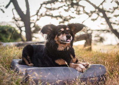 Barker Junior