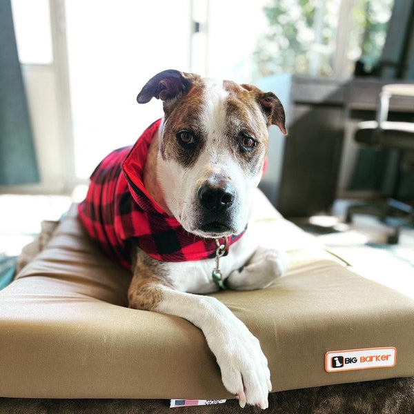 Big barker high quality dog bed amazon
