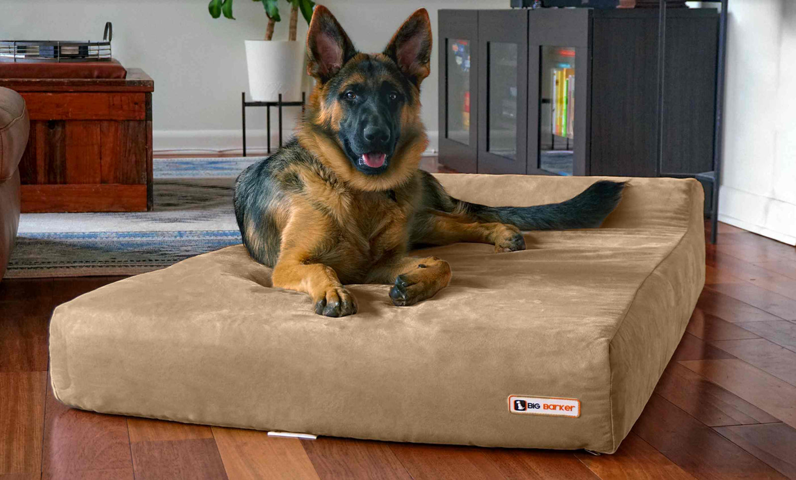 Orthopedic Dog Beds for Large & Extra Large Dogs Big Barker