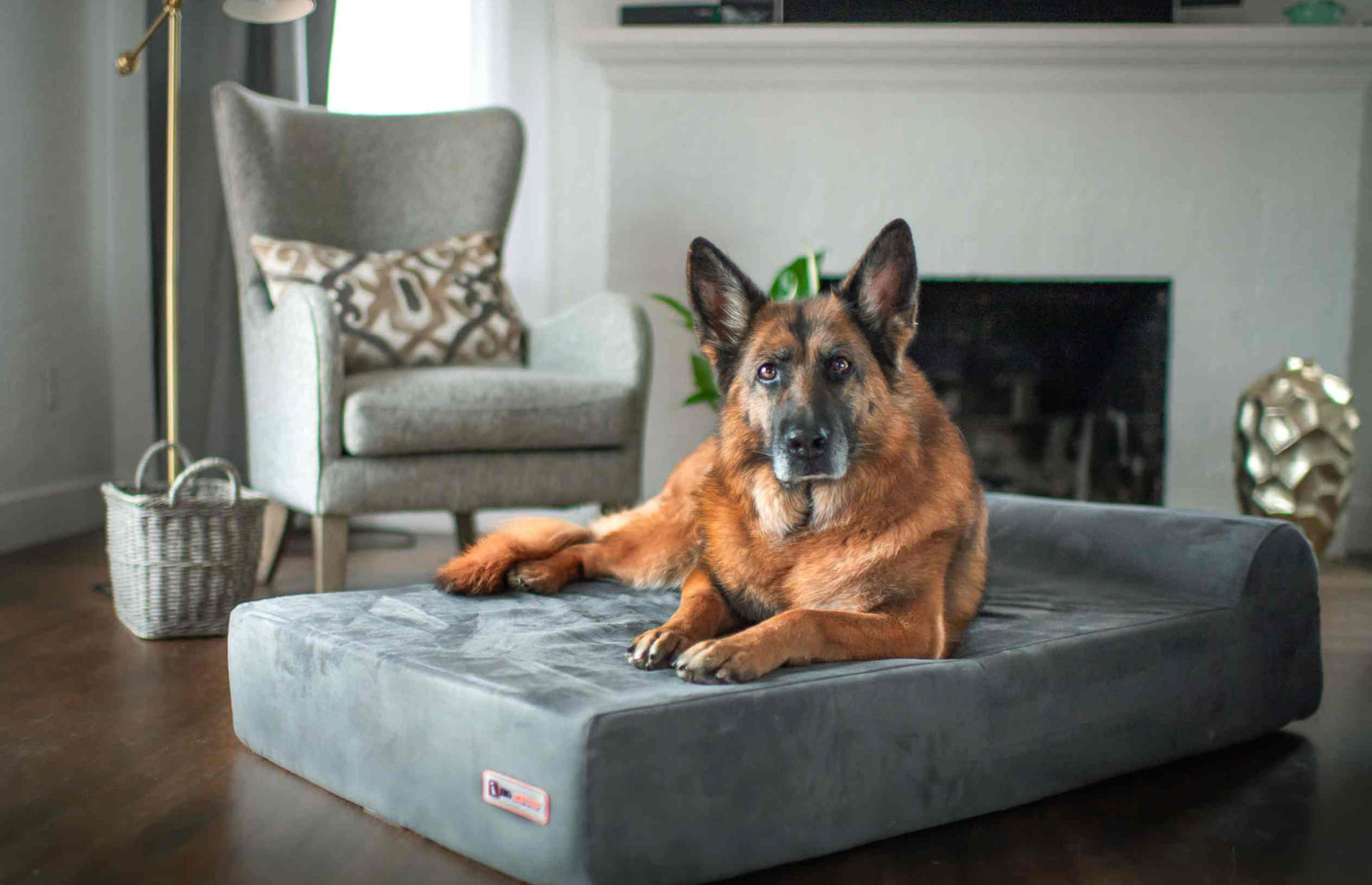 Orthopedic Dog Beds for Large & Extra Large Dogs Big Barker