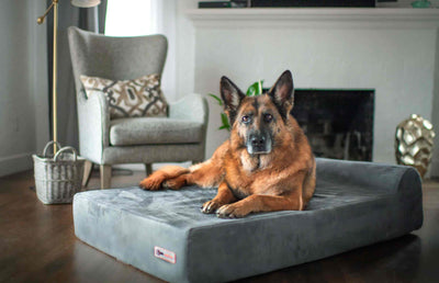 Big Barker Bed | Headrest Edition