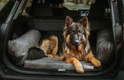 Backseat Barker: SUV Edition